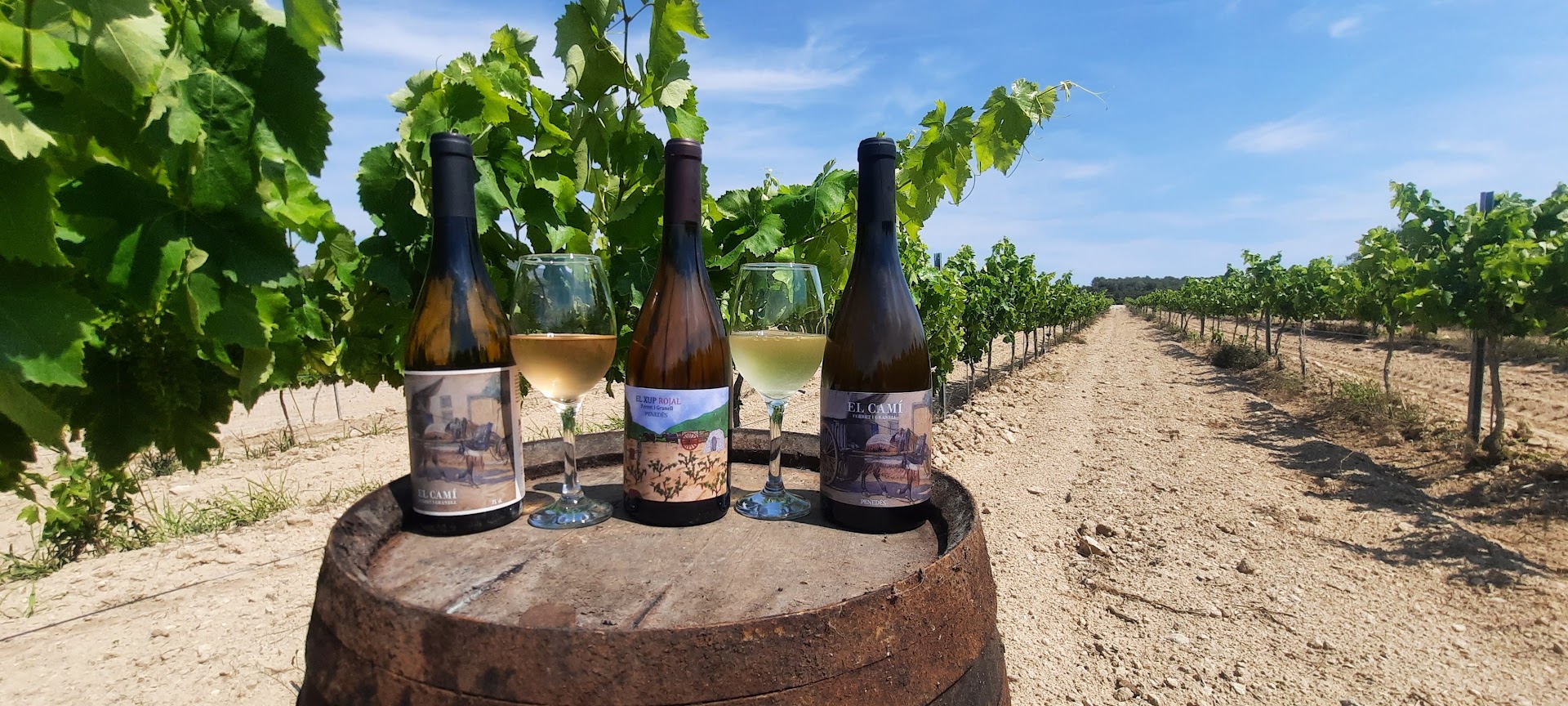 vins en la viña vins ferrets y granell