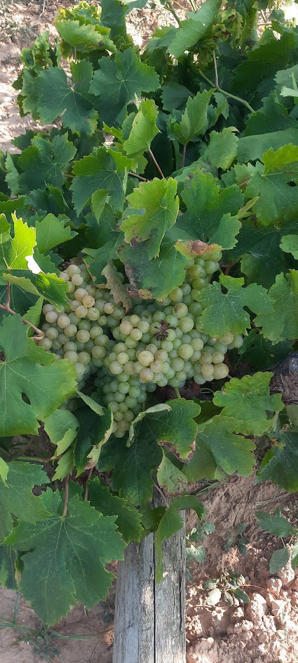 uvas