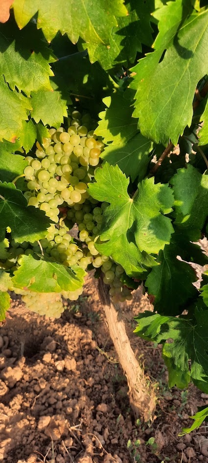 uvas