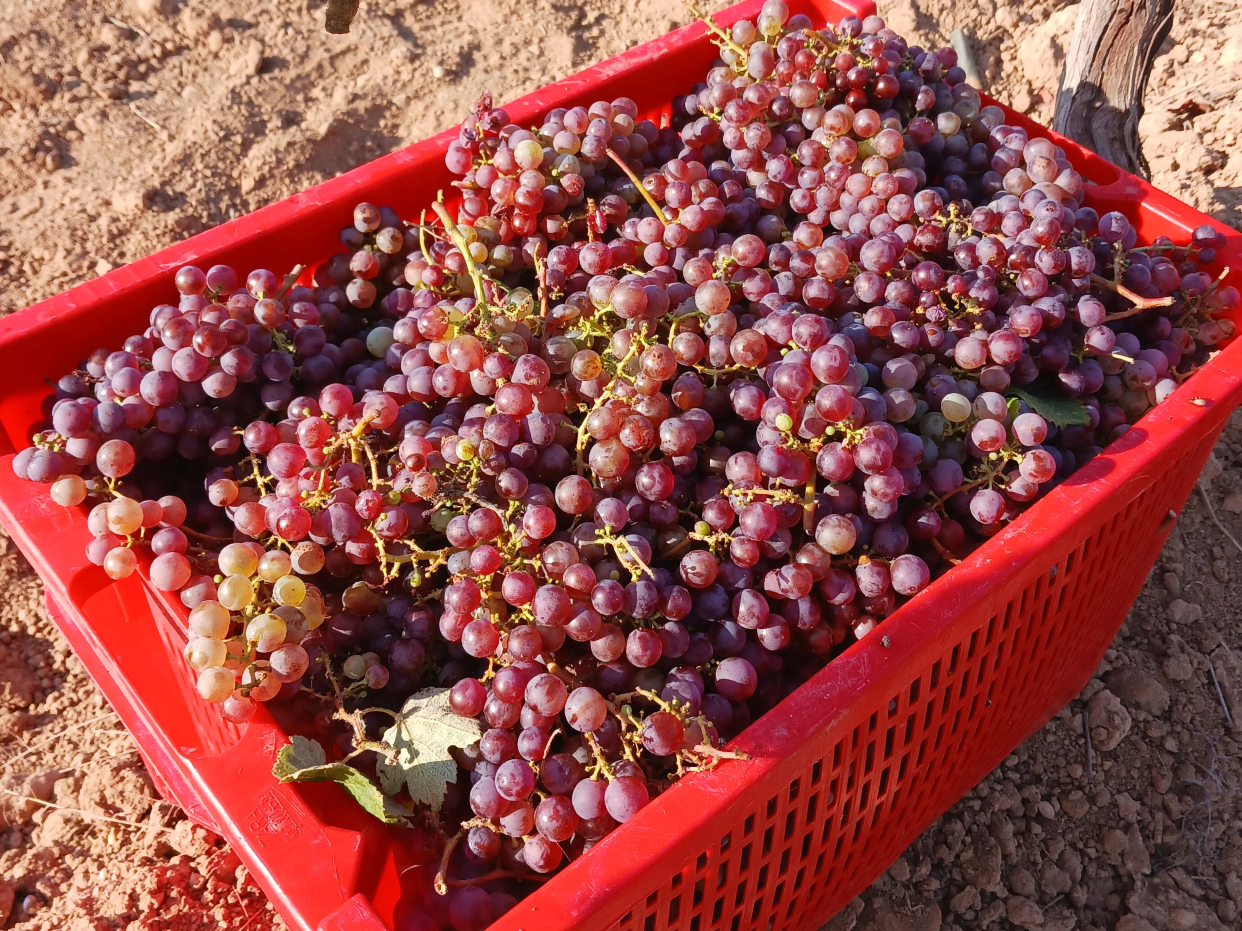 _cosecha-vins-ferrets-i-granell
