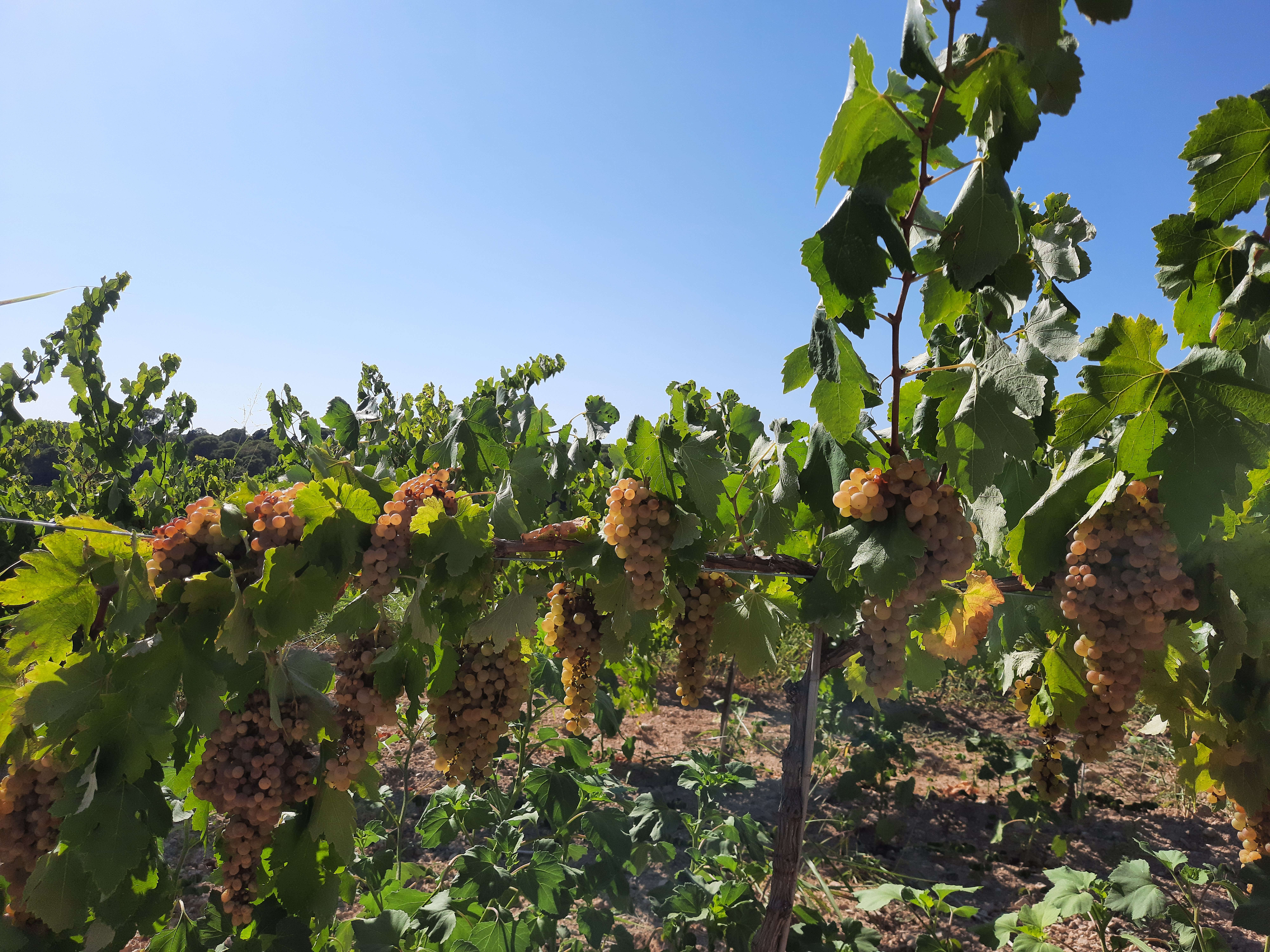 macabeu vins ferret i granell
