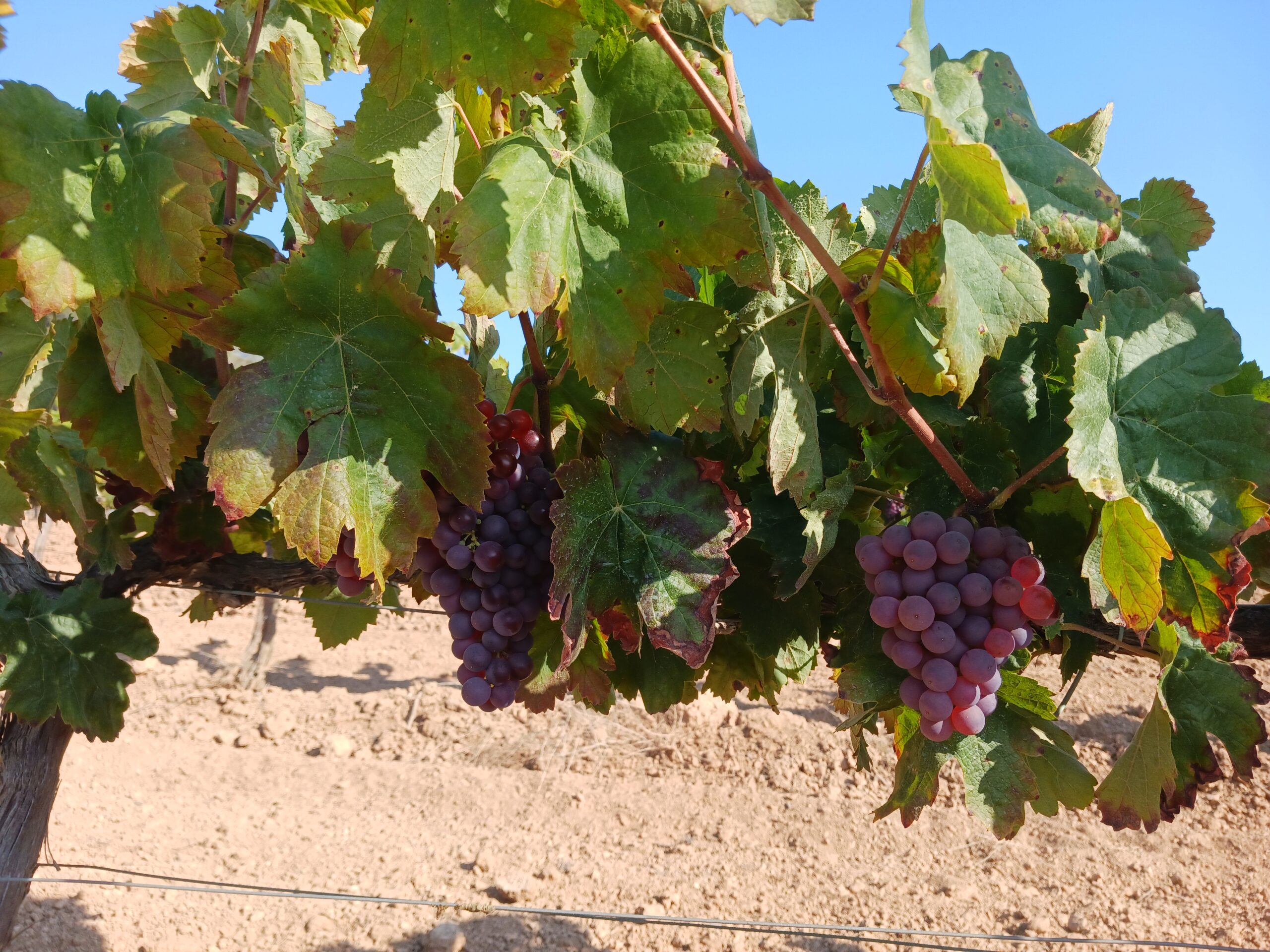 raïm vins ferret y granell