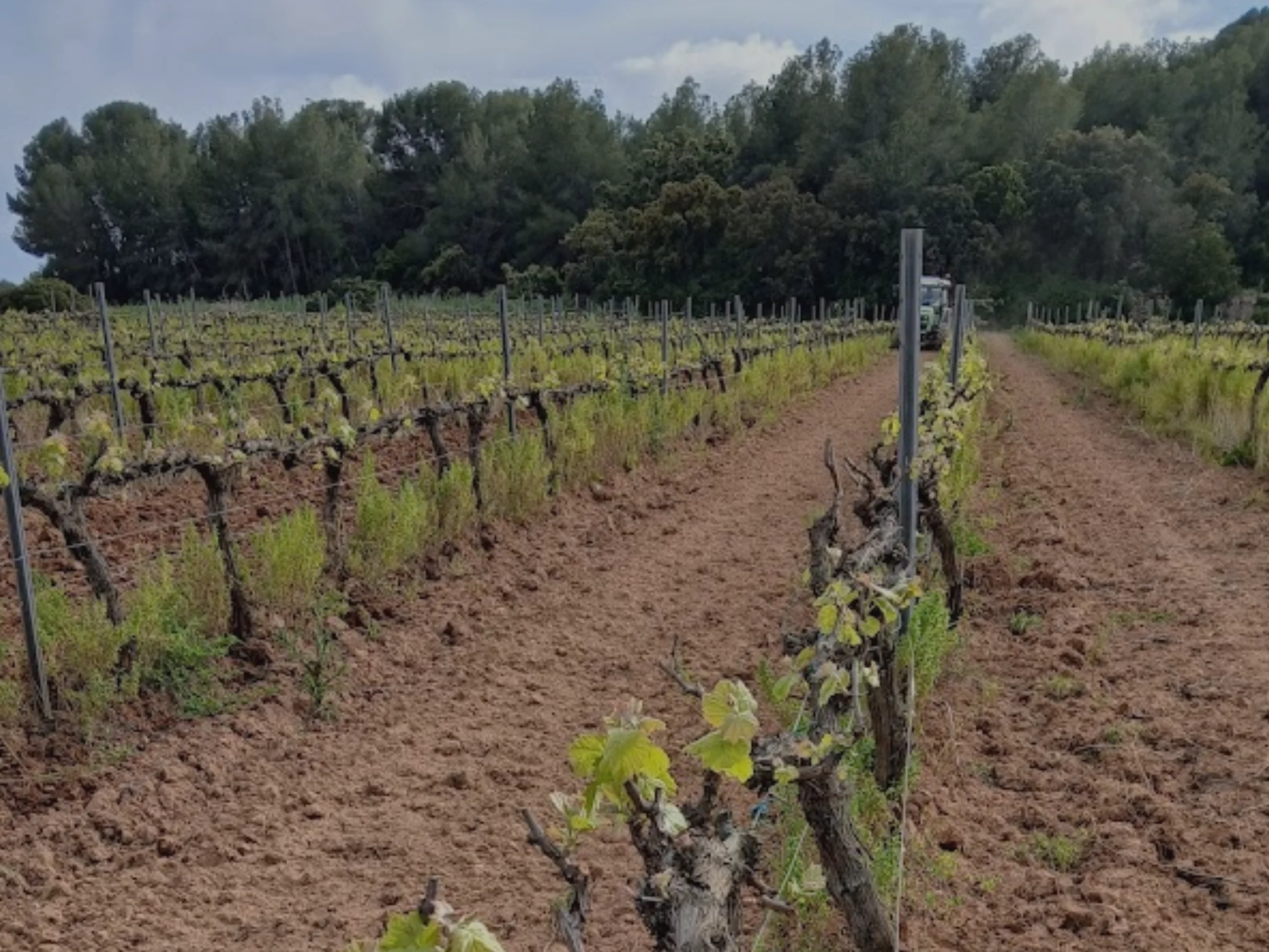 vinya-vins-ferret-i-granell