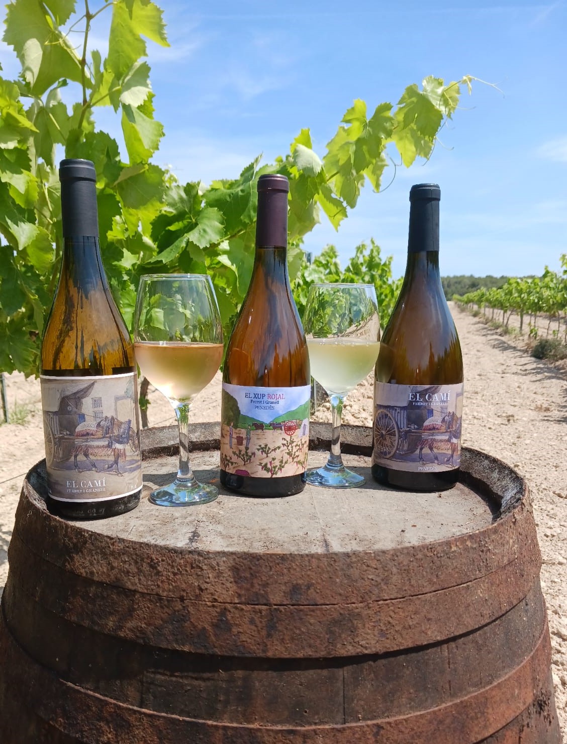 vins ferret i granell